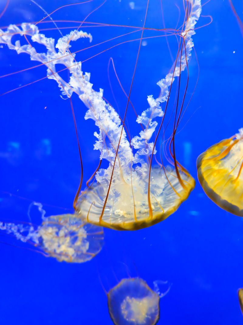 Aquarium Pyramid with a seasonal shimmer