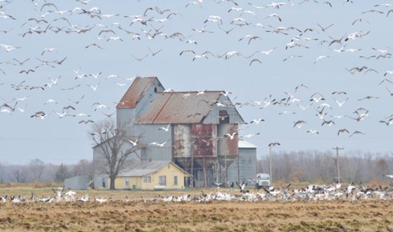 When Ducks Fill The Sky