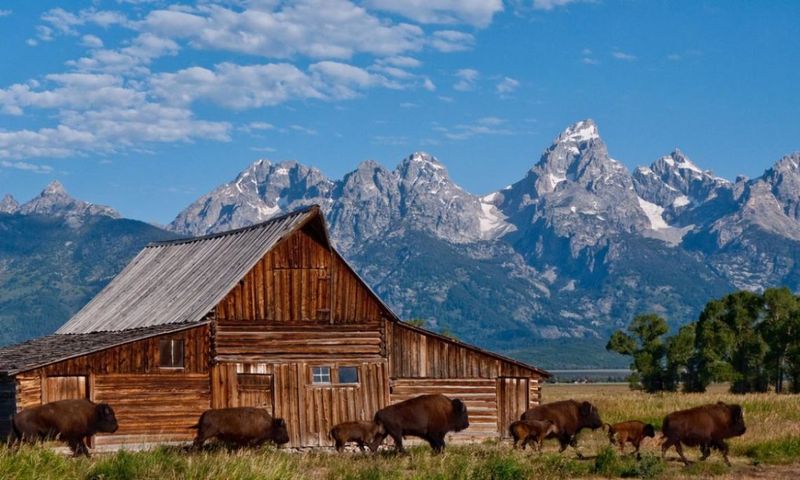 Ignoring Wildlife Harassment Regulations