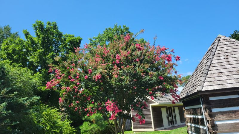 Family fun with visiting baby alpacas