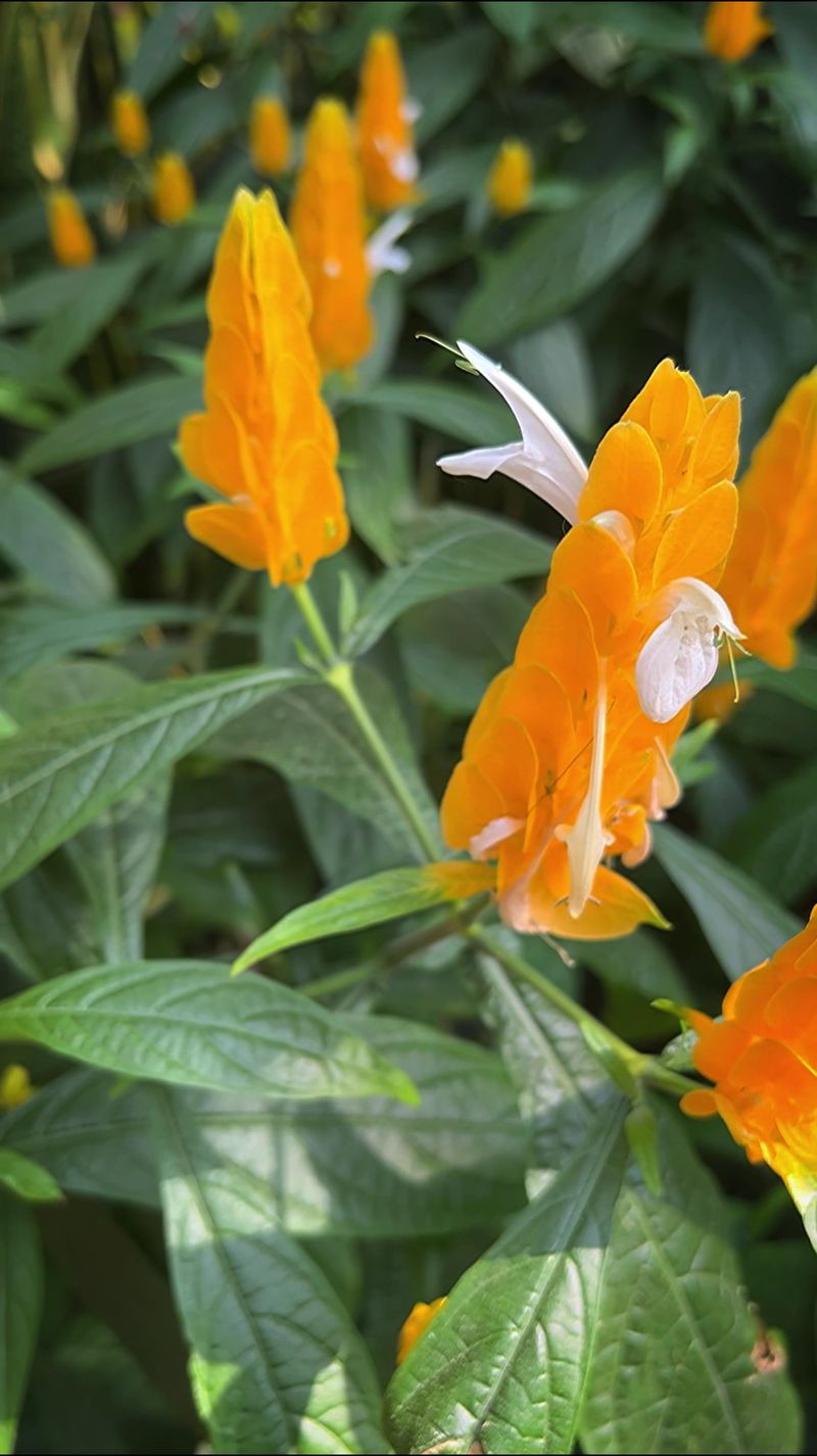 Illuminated Meadow Tunnel Walk