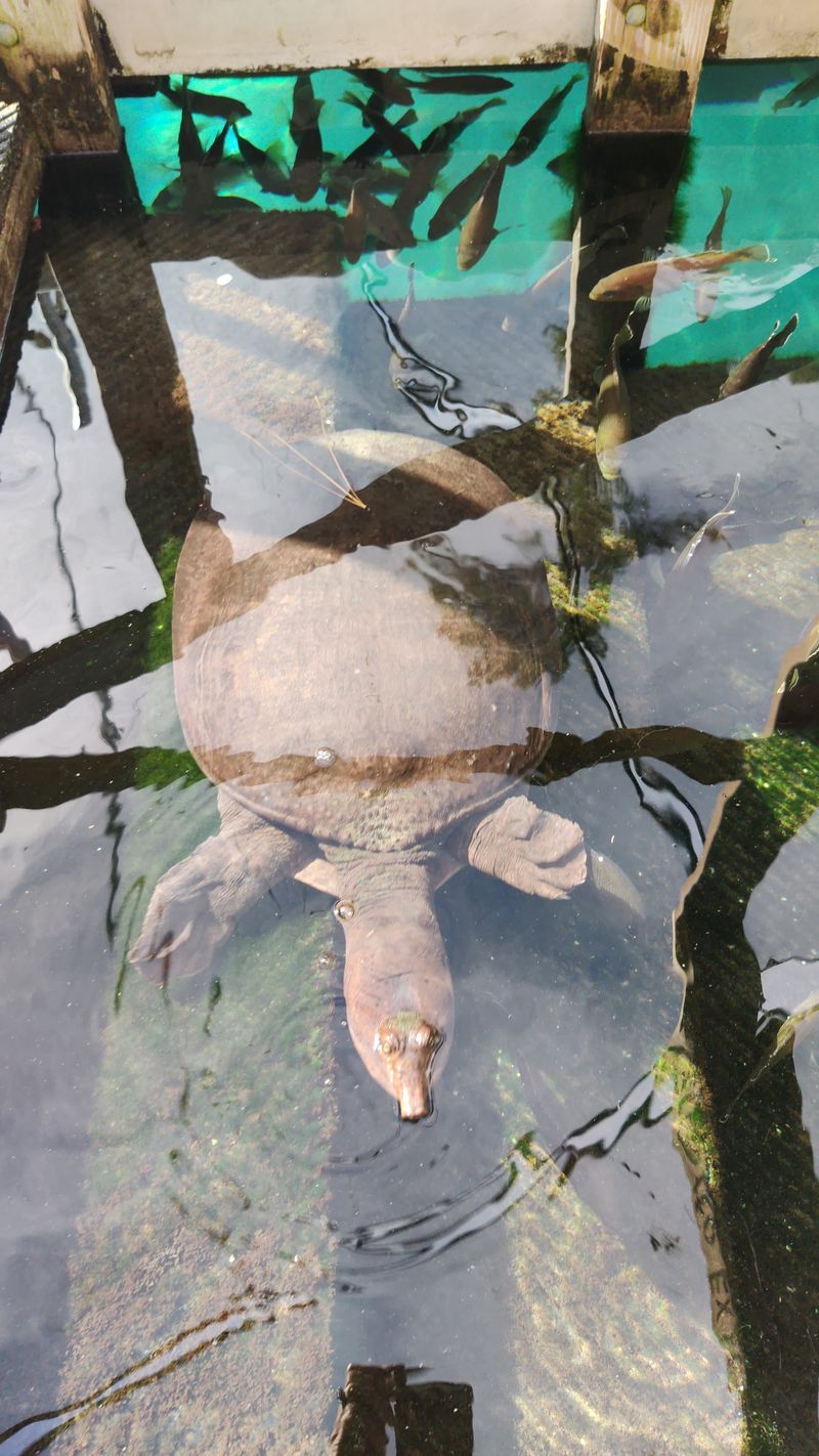 Meet Virgil respectfully and enjoy the friendliest turtle moments