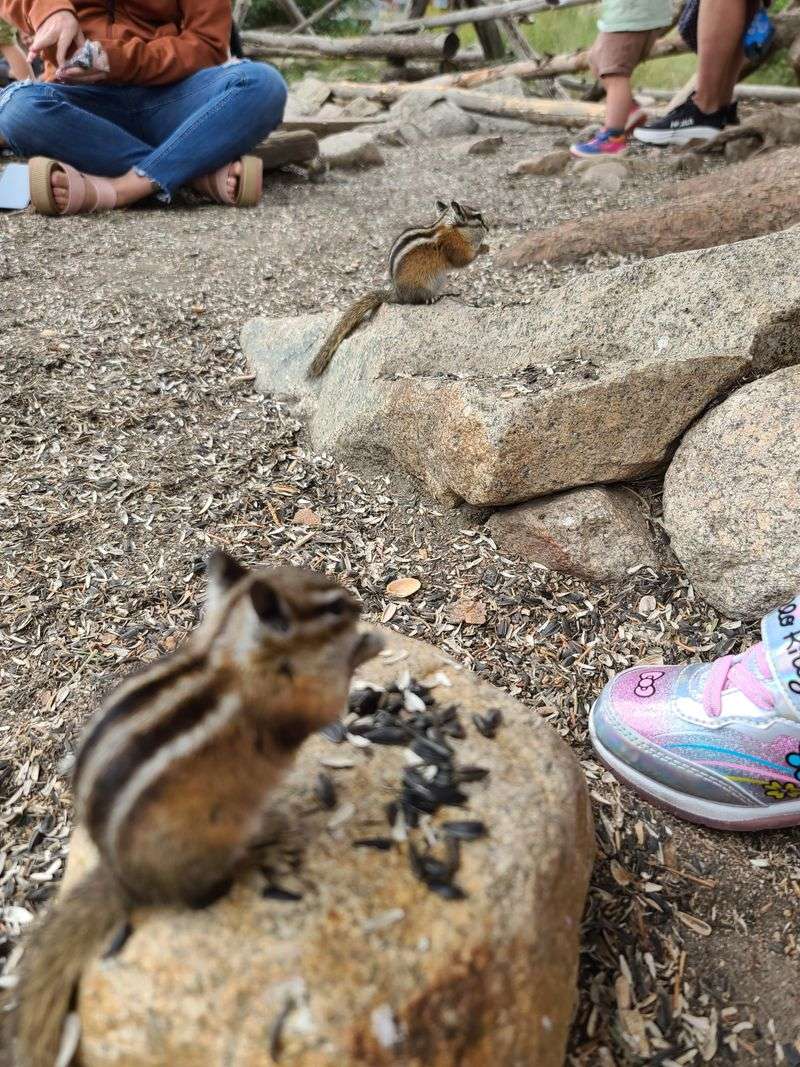 Wildlife, chipmunks, and smart viewing habits