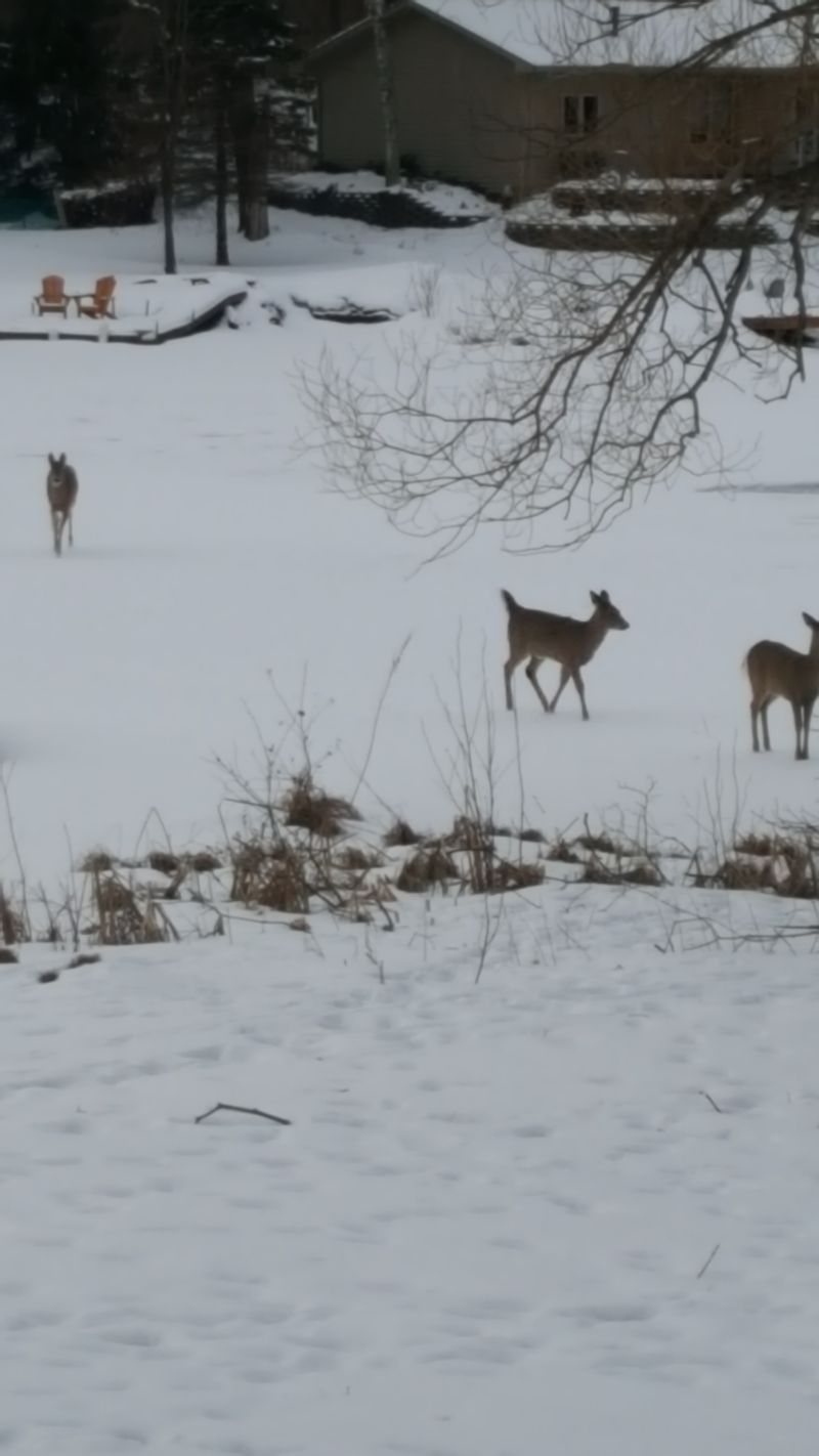 Nisswa's Pine-Scented Holiday Escape