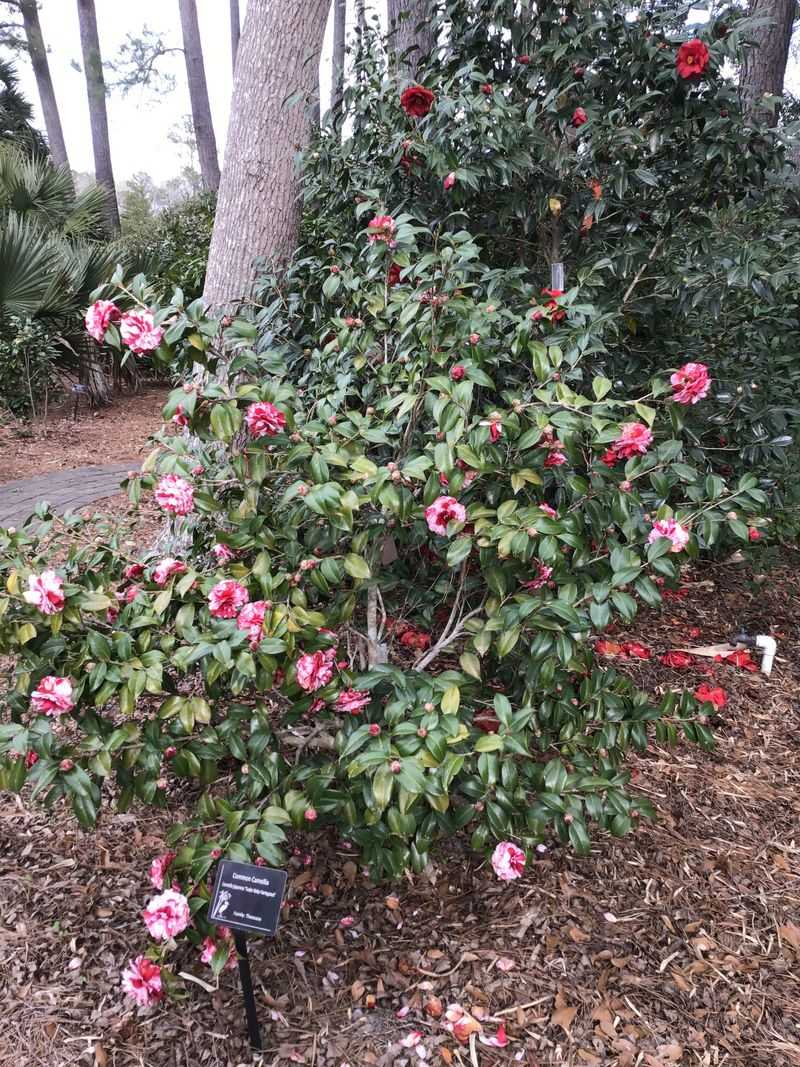 Coastal Georgia Botanical Gardens at the Historic Bamboo Farm