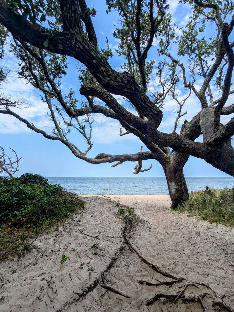 Springer’s Point Nature Preserve Loop, Ocracoke