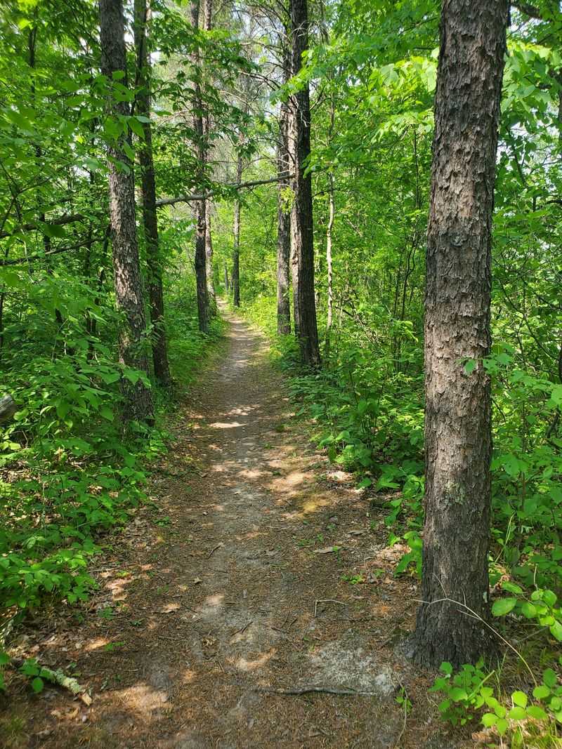 Trails That Thread The Pines