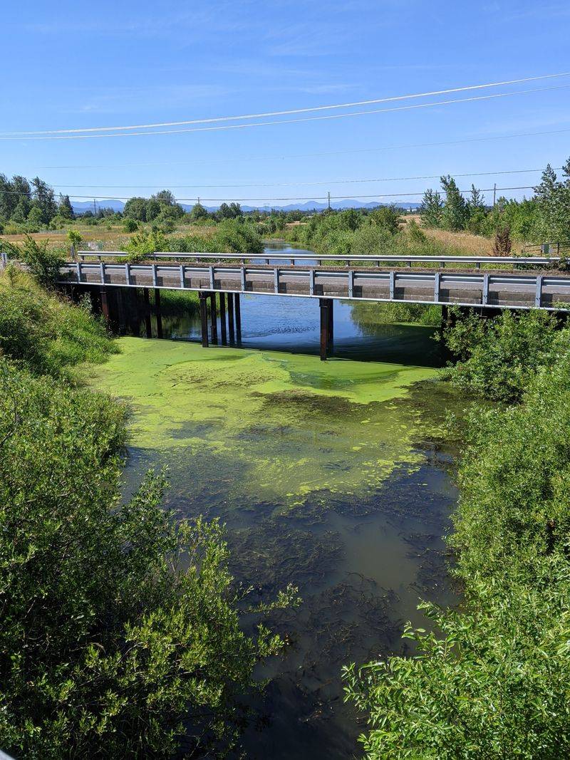 Campus Greens And Eugene Creativity