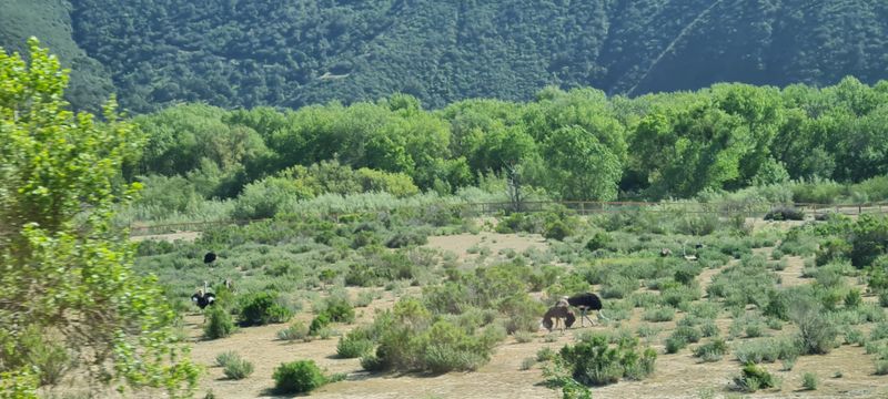 Ostrich Land Surprise