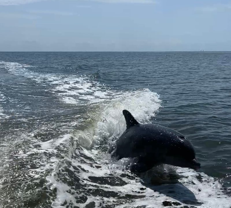 Swimming with Wild Dolphins in Cedar Key