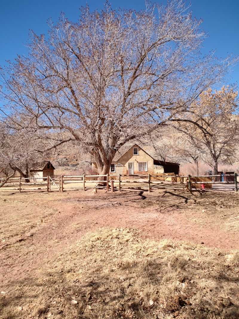 Fruita’s Orchards In Winter