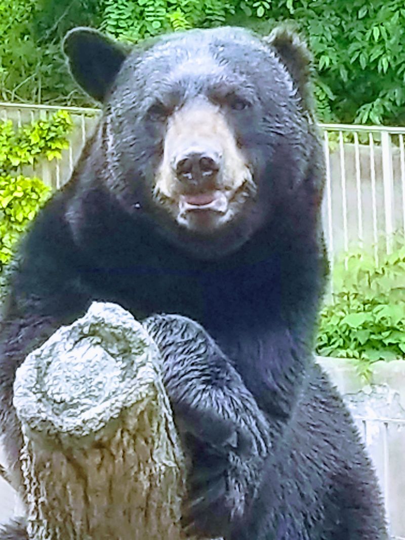 Foothills Parkway Snow Views