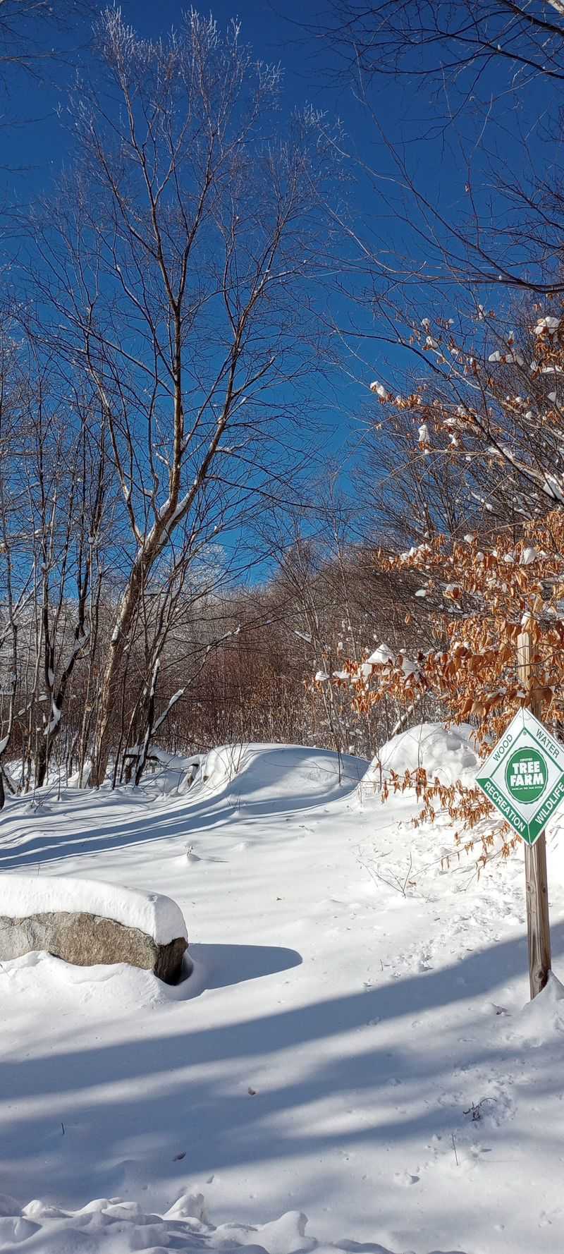 Randolph Community Forest