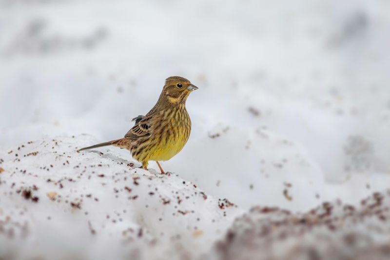 Wildlife Behavior During Severe Winter Weather