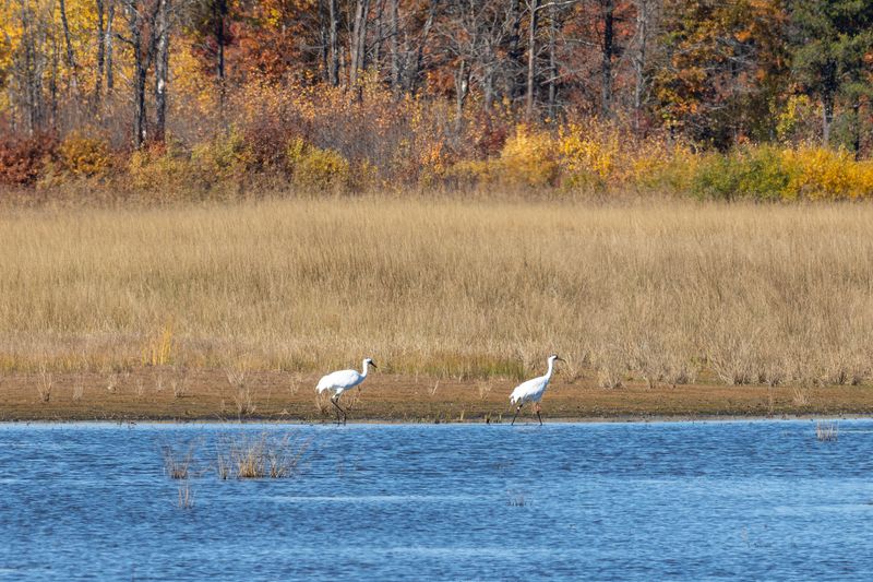 Necedah National Wildlife Refuge