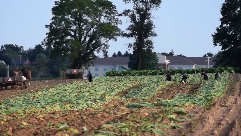 Historic Amish Farms and Barnyard Quiet