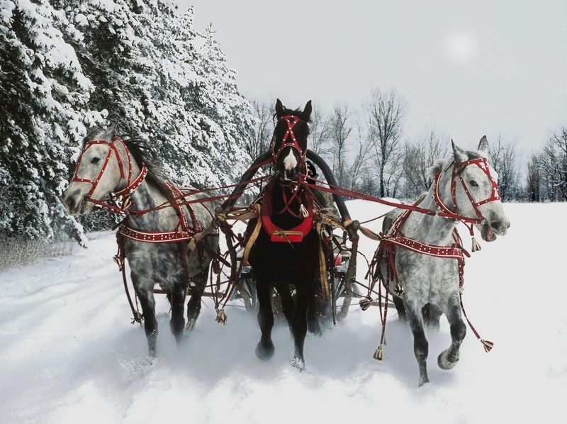 Sleigh Rides Feel Like A Movie Scene