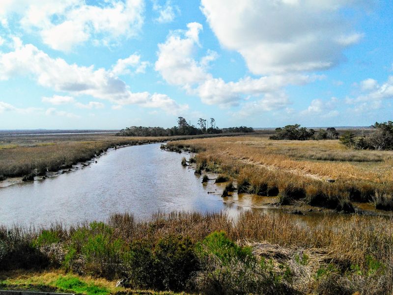 The Altamaha River's Hypnotic Pull