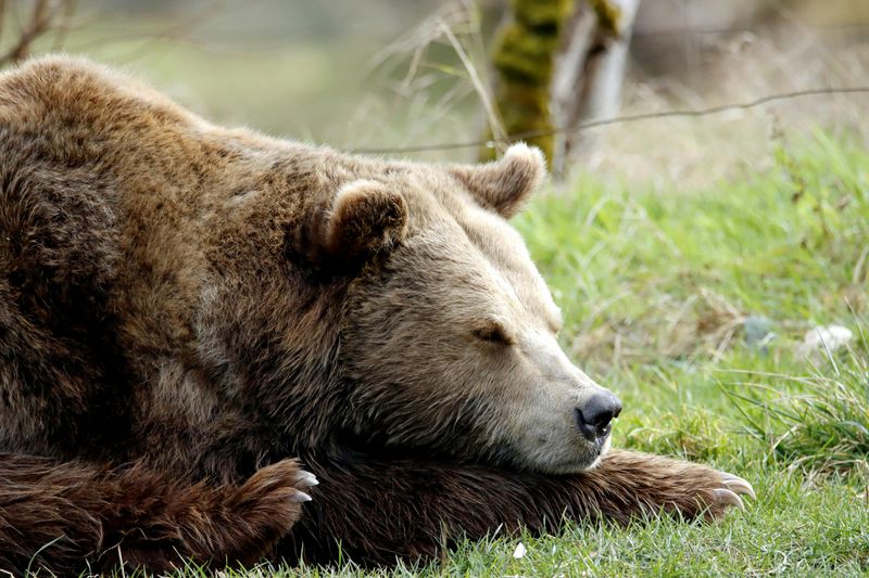 Disturbing a Hibernating Bear