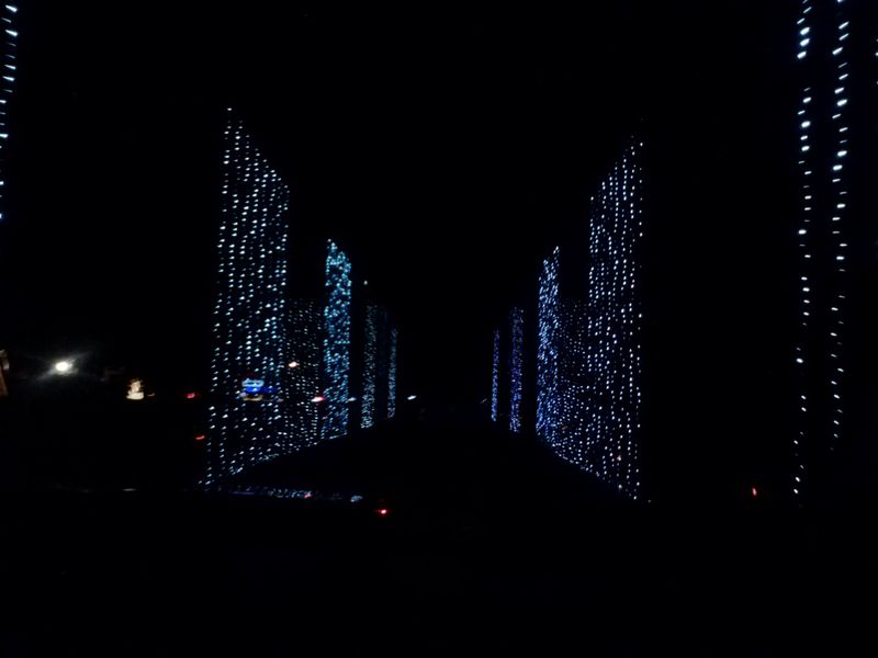 The Ancient Oaks Dressed in Radiance