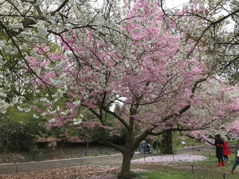Cherry Esplanade, A Ribbon of Color