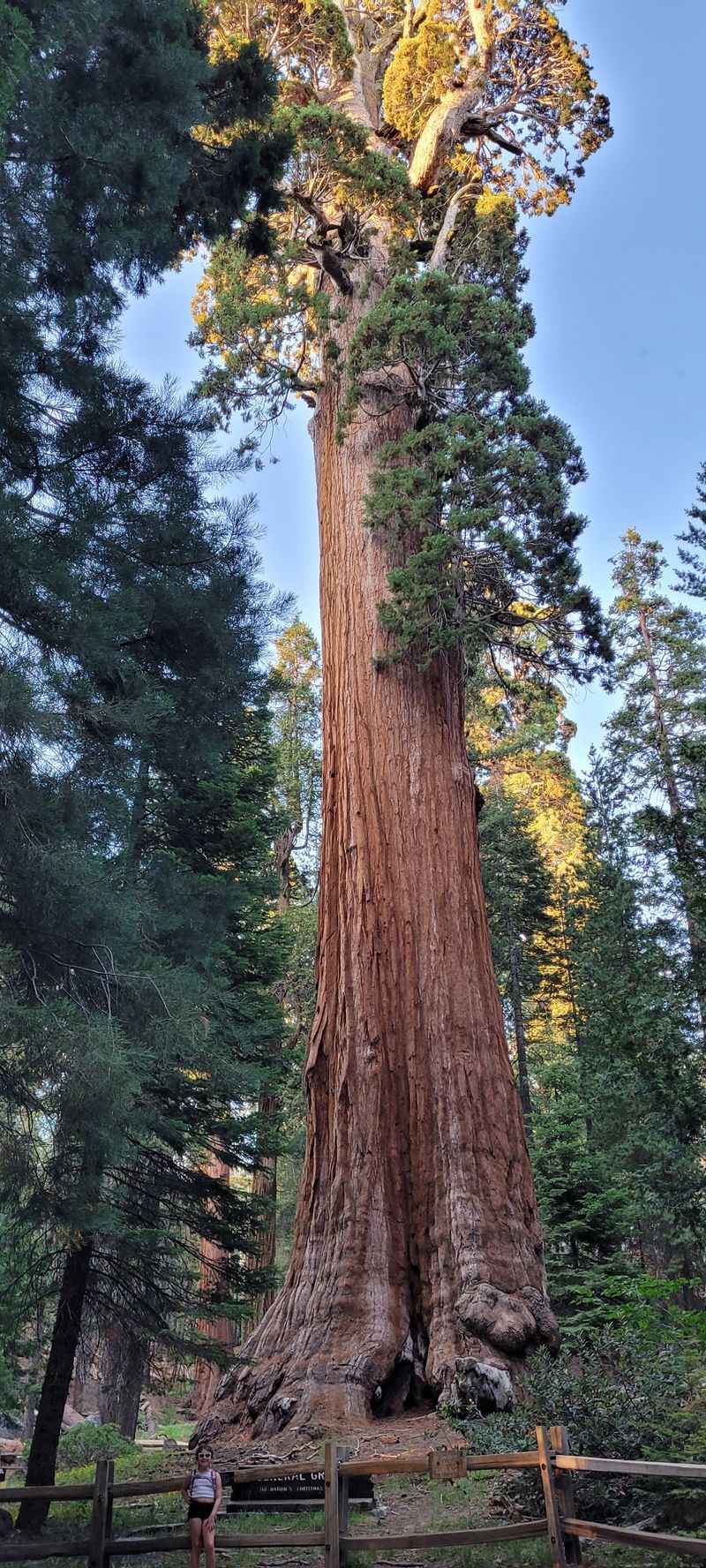 Sequoia National Park, giant trees and shifting footfall