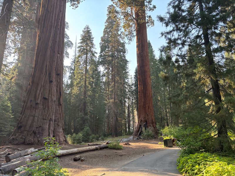 Sequoia and Kings Canyon National Parks