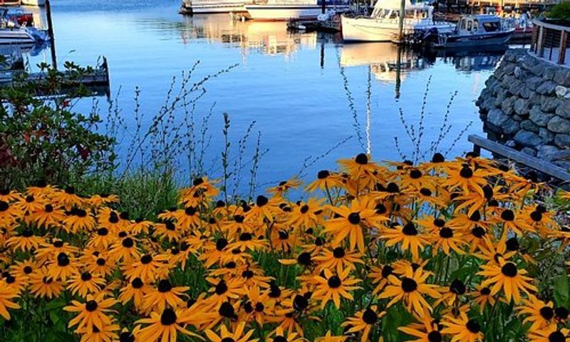 Pelindaba Lavender Farm Visit