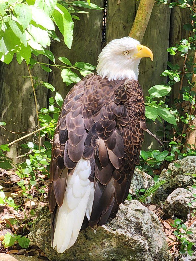 Discovering Wildlife at Homosassa Springs Wildlife State Park