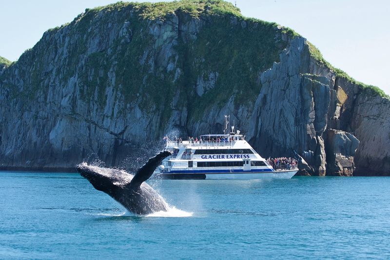 Major Marine Tours – Kenai Fjords Wildlife & Glacier Cruise With Salmon & Prime Rib