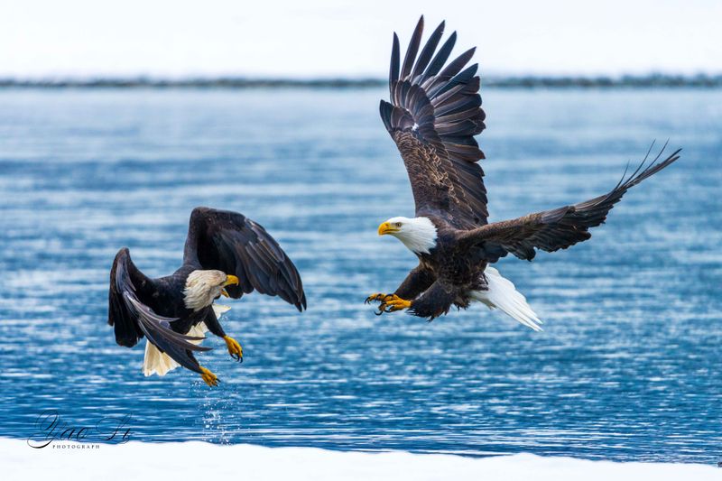 Chilkat Bald Eagle Preserve, Mile 19-29 Haines Highway, Haines, AK 99827