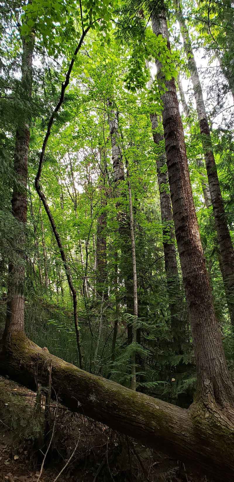 Lakeview Park And Arboretum Calm