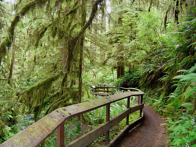 Lake Quinault Cedar Bungalow, Temperate Rainforest Edge