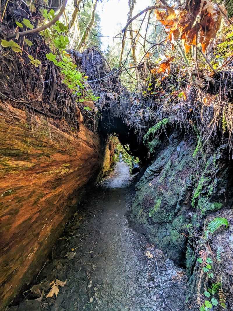 Mossy Paths That Look Painted in Soft Green