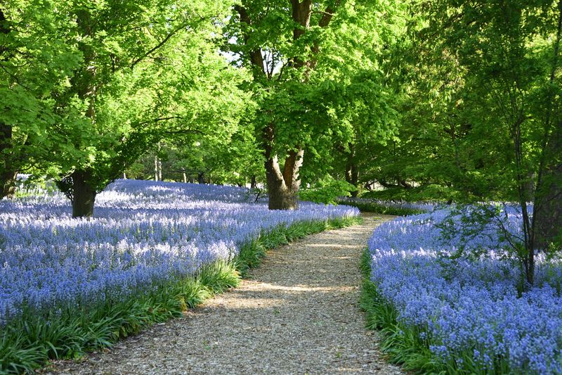 Shakespeare Garden, Whispered Lines in Light