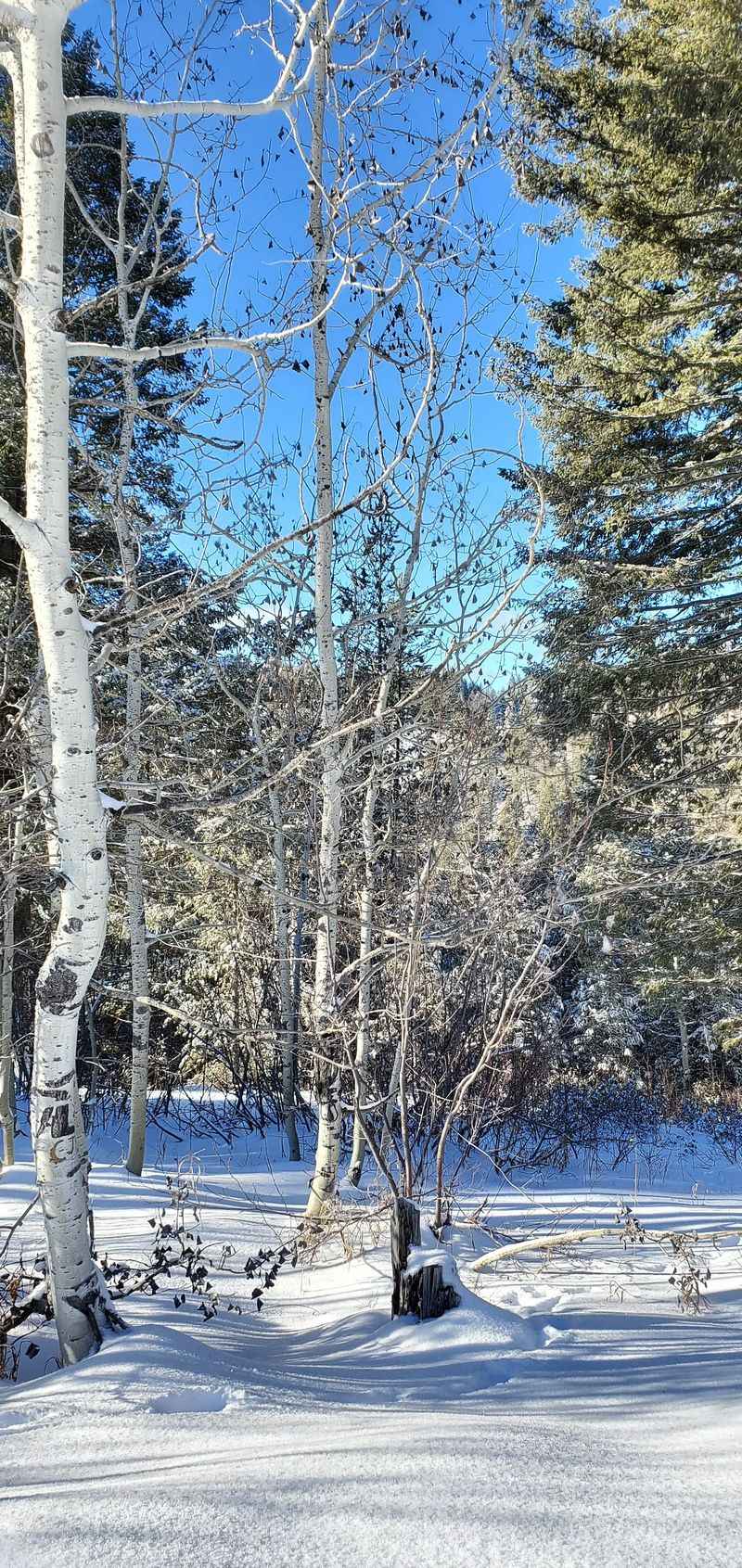 Snowmobile Tracks, Ski Trails, And Forest Roads
