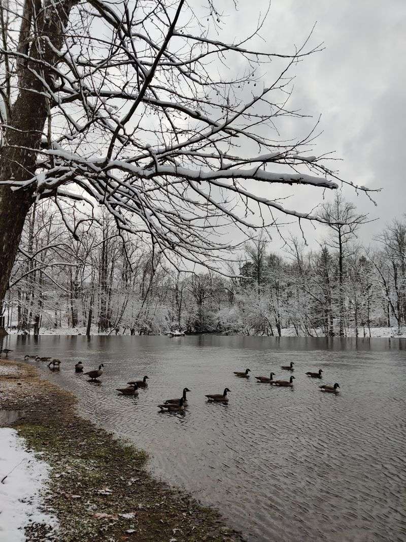 Cades Cove's Winter Solitude
