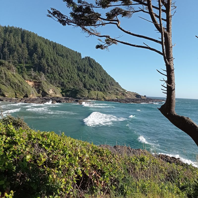 Forest Meets Ocean at Cape Perpetua