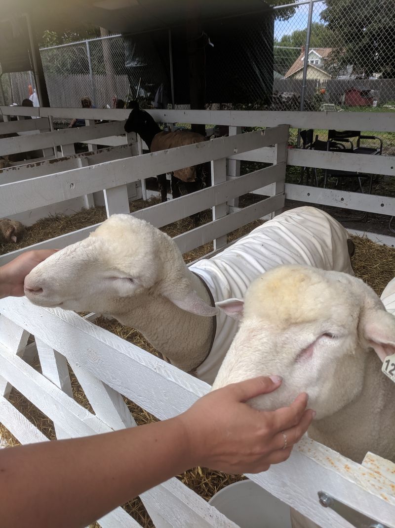 Columbia County Fair, Chatham