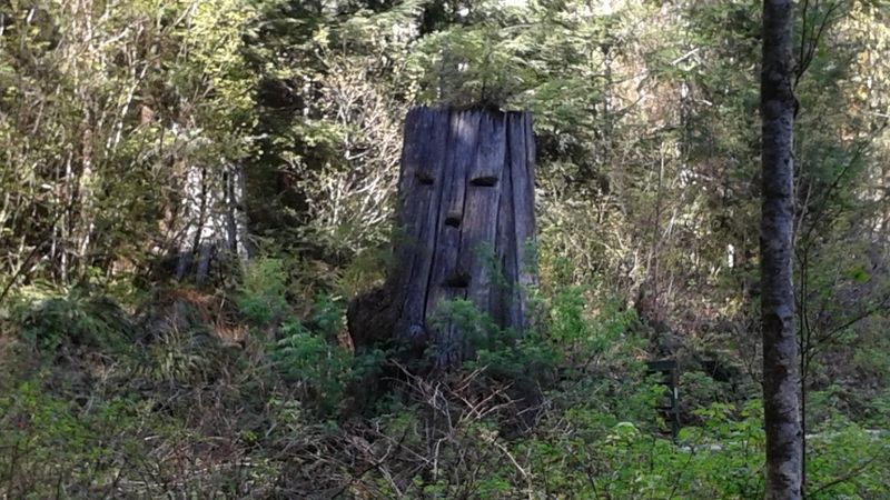 The Meadows at Mount Baker Highway Pullouts