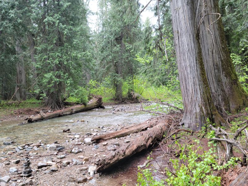 Ross Creek Cedars Scenic Area Near Troy