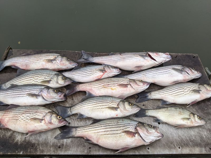 Fishing Licenses, Seasons, And Sizes Are Specific And Checked Often