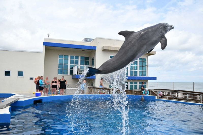 Marineland Dolphin Adventure