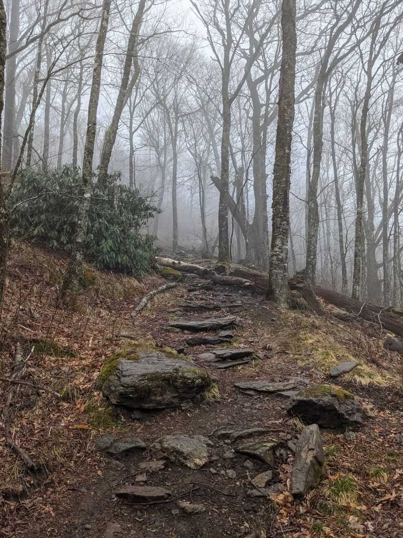 Craggy Gardens Icy Thickets