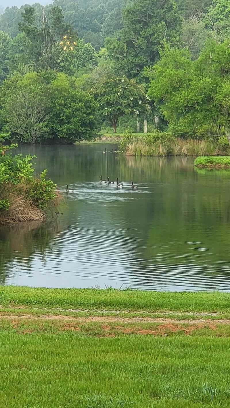 Wineries And Scenic Vines