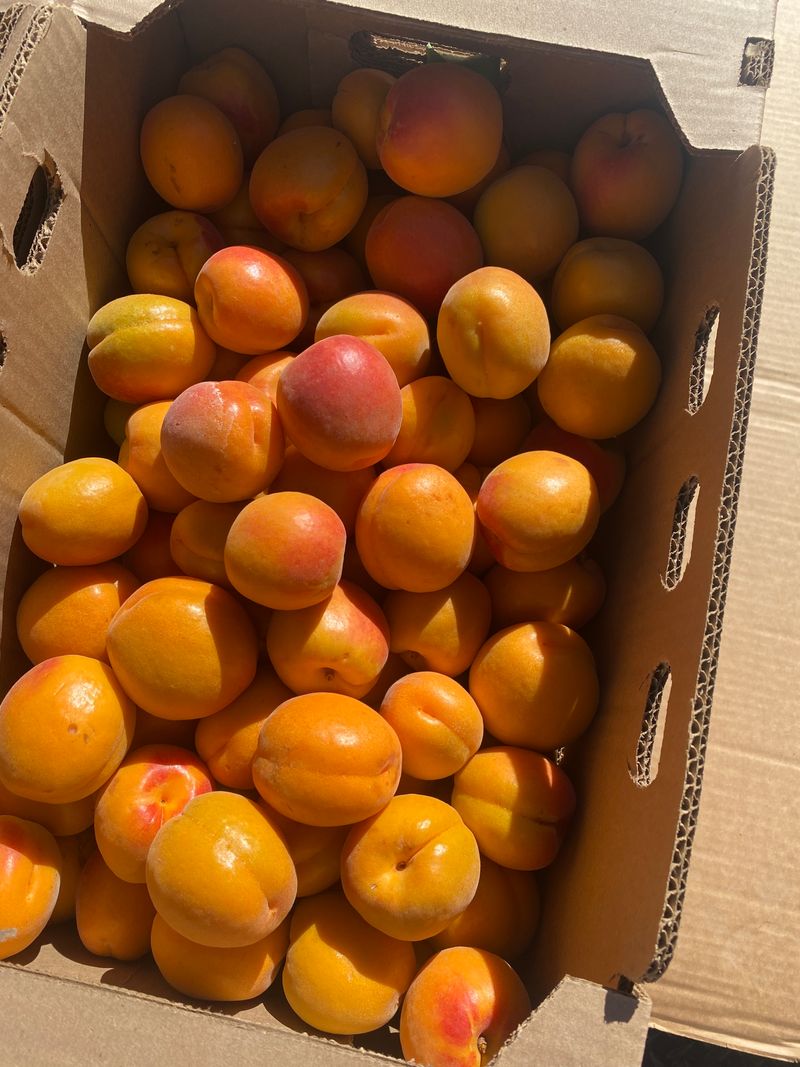 Crescent City Farmers Market