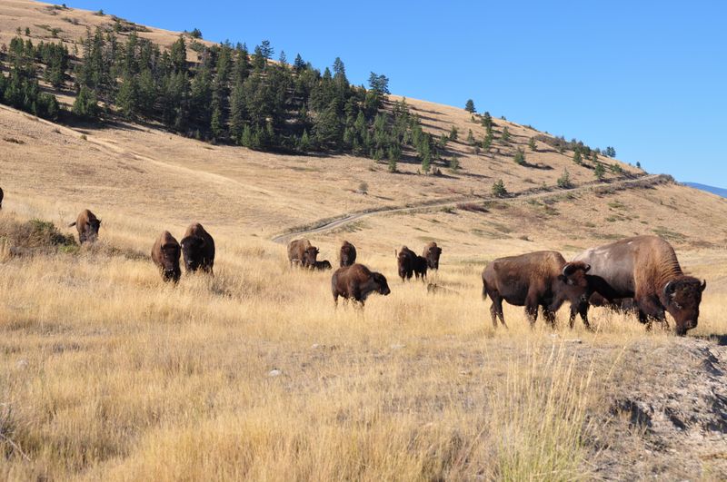 National Bison Range Prairie Grasslands