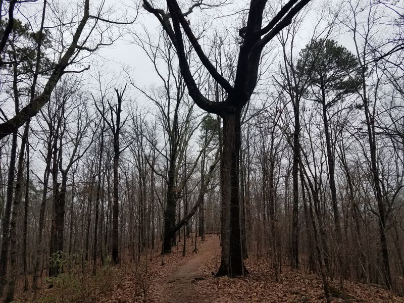 Scenic Snowfall Walks and Views