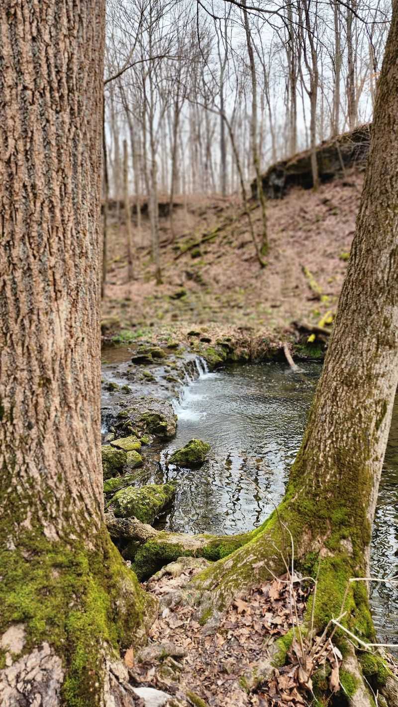 Trails and Woods That Encourage Slow Wandering