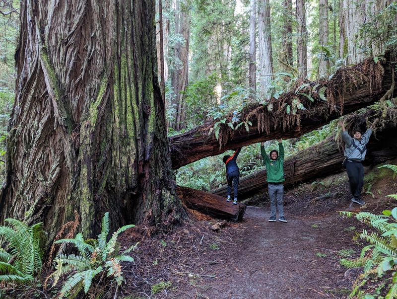 Why Travelers Say This Forest Feels Magical Only in Winter